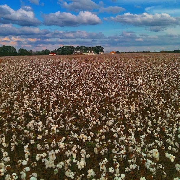 Bostwick Cotton Gin Festival tour a working cotton gin