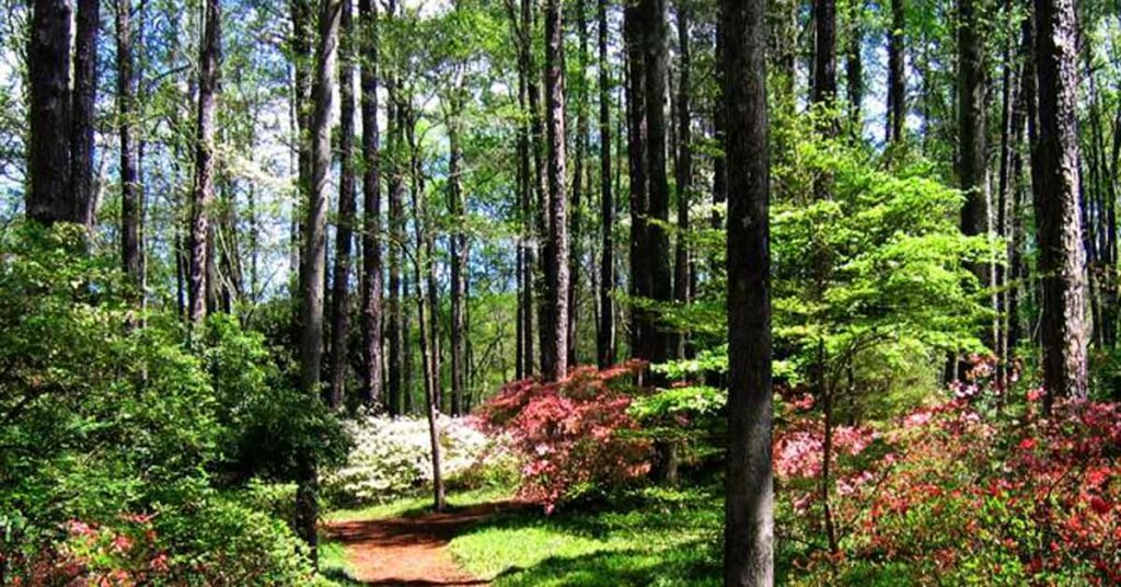 Nature in bloom along the Forest Therapy Trail at the Farmhouse Inn