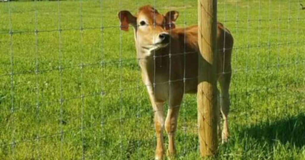 A calf at Rock House Creamery