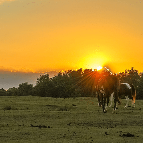 Southern Cross Guest Ranch | Relaxing Places To VIsit In Georgia | Visit Madison GA