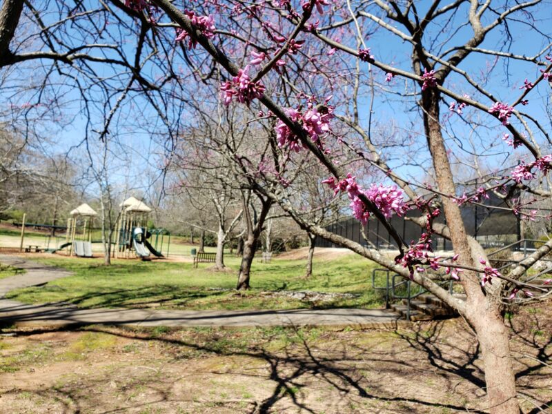 "Hill Park playground with cherry trees blooming."