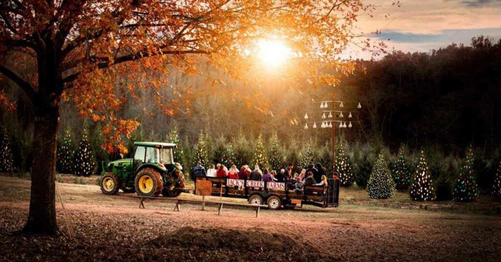 Choose and cut your own tree at Jack's Creek Farm