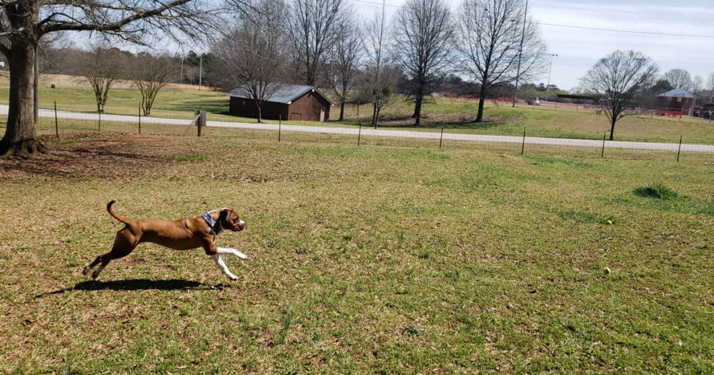 Dog plays fetch at the Bark Park