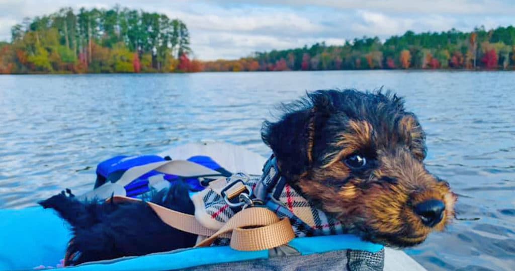 A dog in a lifejacket at Hard Labor Creek State Park