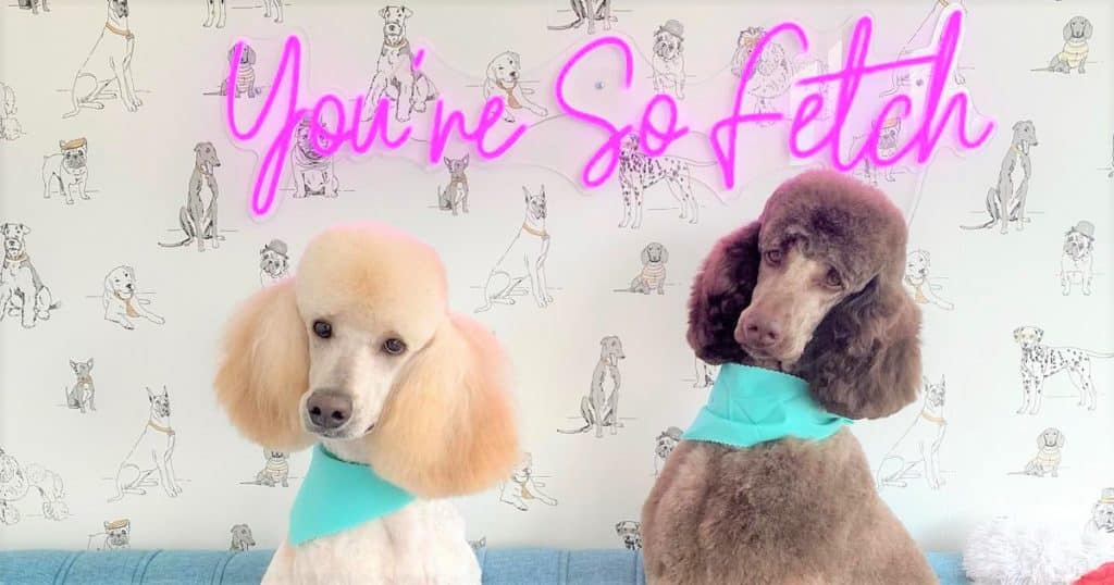 Groomed poodles pose for photos at the Fetch House