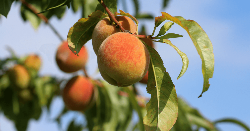 Peaches on a tree in an orchard.