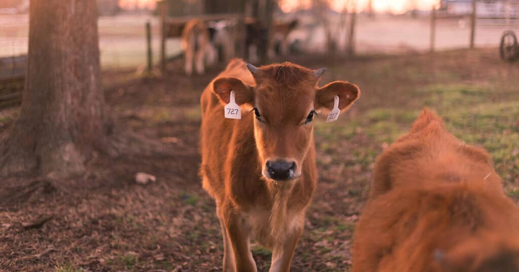 Heifer at Rock House Farm & Creamery in Madison, GA