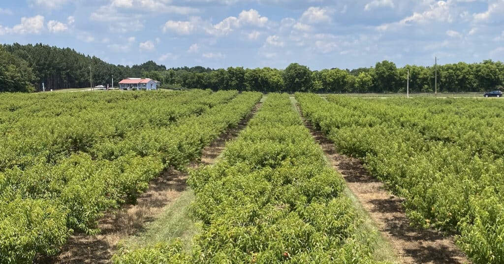 Rows of peach trees at CJ Orchards in Rutledge, GA