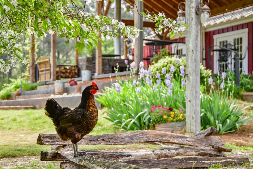 Farm Fresh Garden and Orchard Produce Labels Fruit and Veggie 