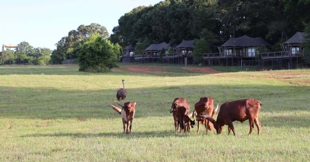 Watusi near tents at Georgia Safari Conservation Park