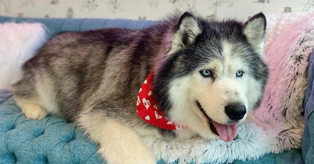 A husky relaxes on the couch at The Fetch House