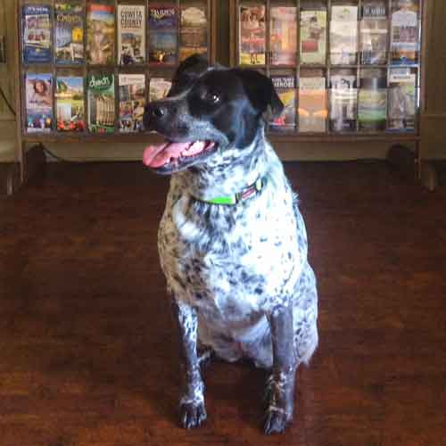 Visit the dog-friendly Welcome Center
