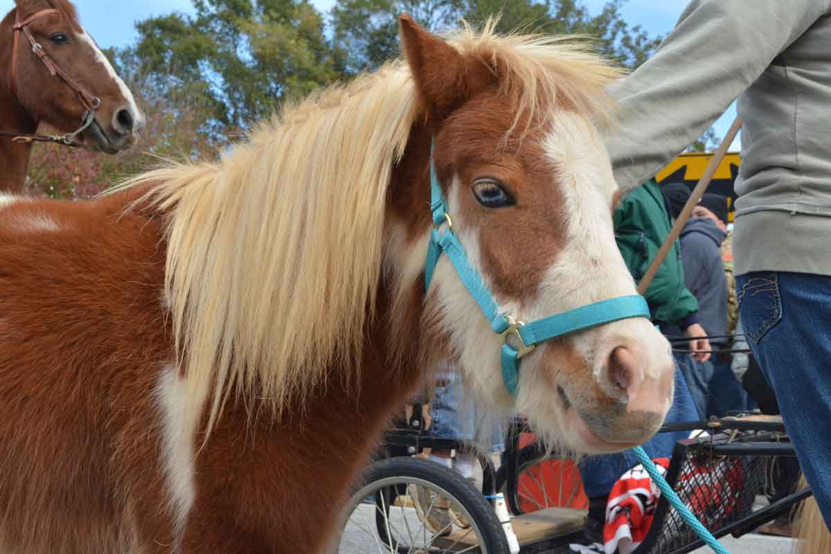 Pony at the Bostwick Cotton Gin Festival