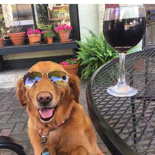 Dog wearing sunglasses at outdoor restaurant seating