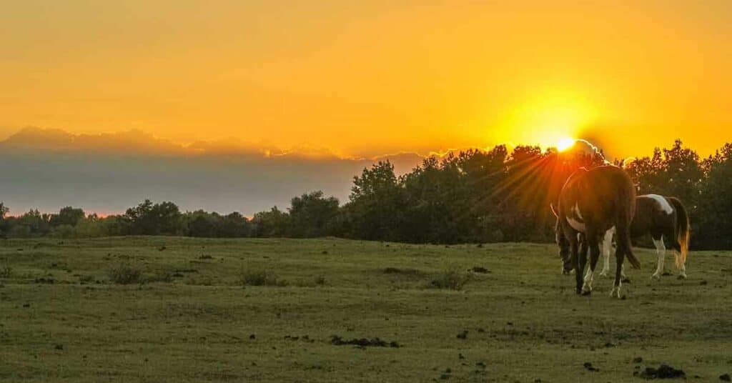 Horses grazing at sunset at Southern Cross Guest Ranch