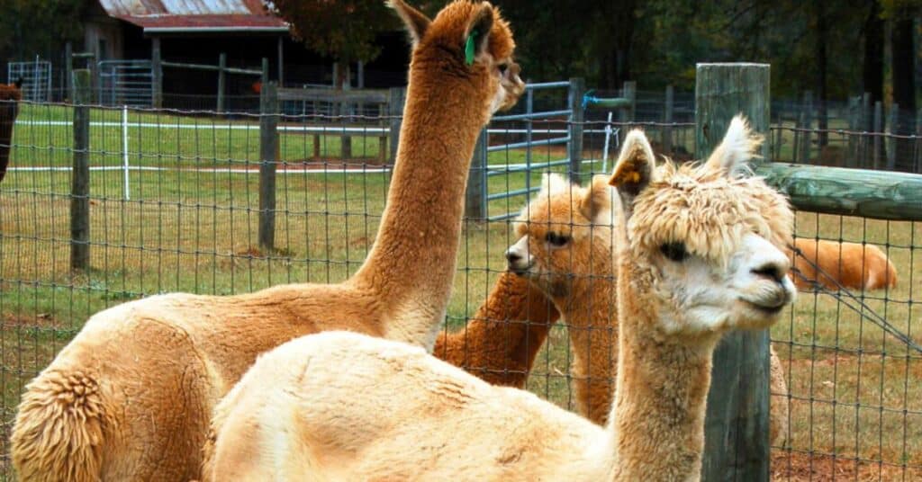 Multiple alpacas in a pasture.