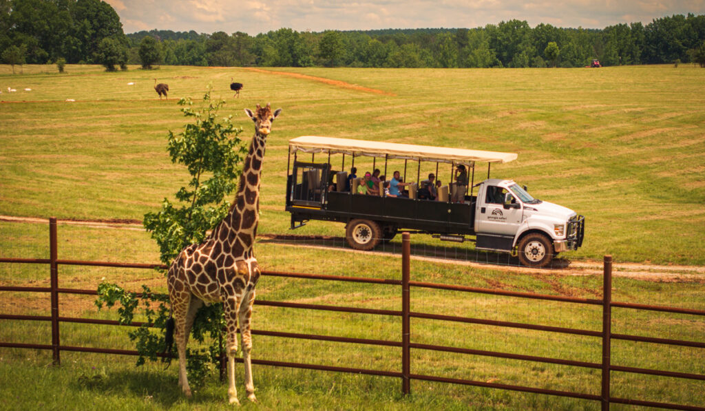 Giraffe by Safari Truck Tour at Georgia Safari Conservation Park