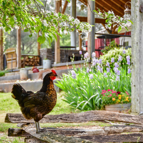 A chicken outside The Farmhouse Inn at Hundred Acre Farm in Madison, GA