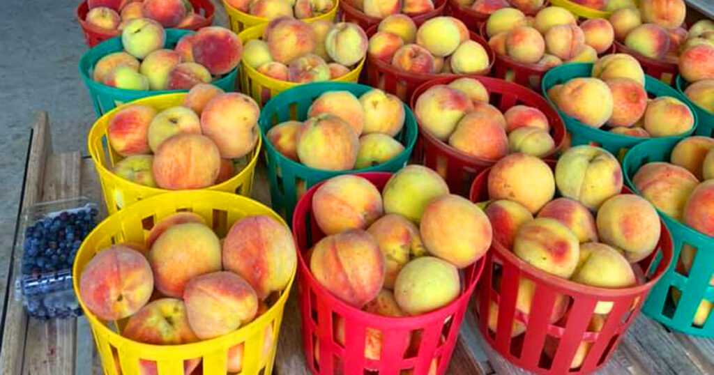 Bushels of peaches at CJ Orchards in Rutledge, GA