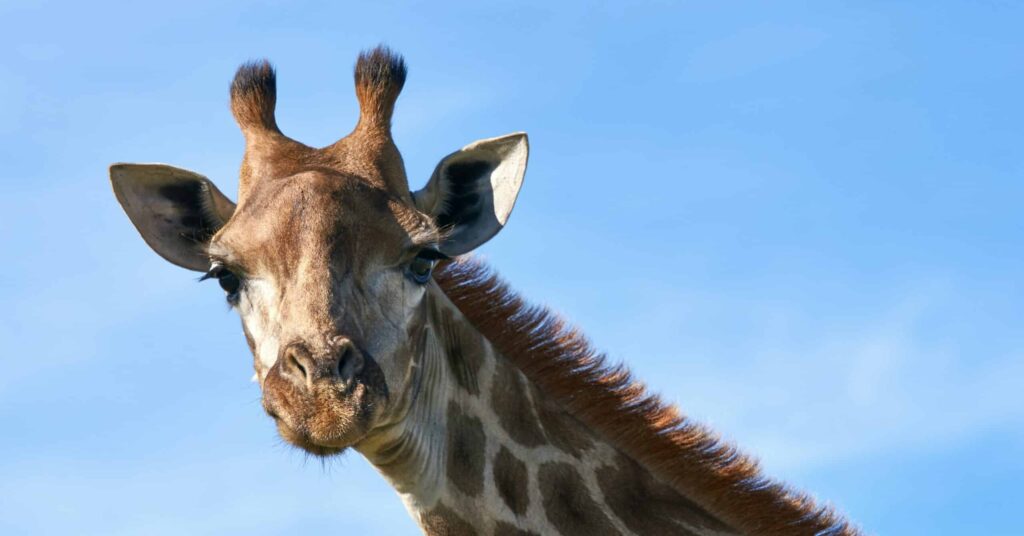 Giraffe at Georgia Safari Conservation Park in Madison, Georgia