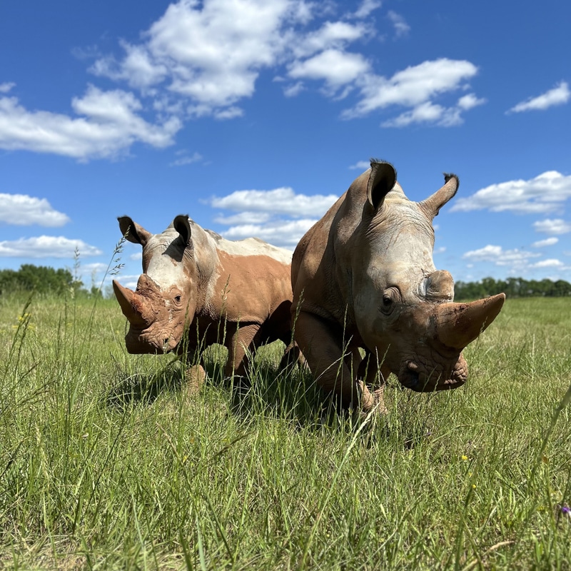 Southern white rhinos at the Georgia Safari Conservation Park. Outdoor Recreation in Madison, Georgia.