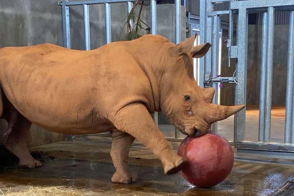 Southern White Rhino performing enrichment activity with ball at Georgia Safari Conservation Park