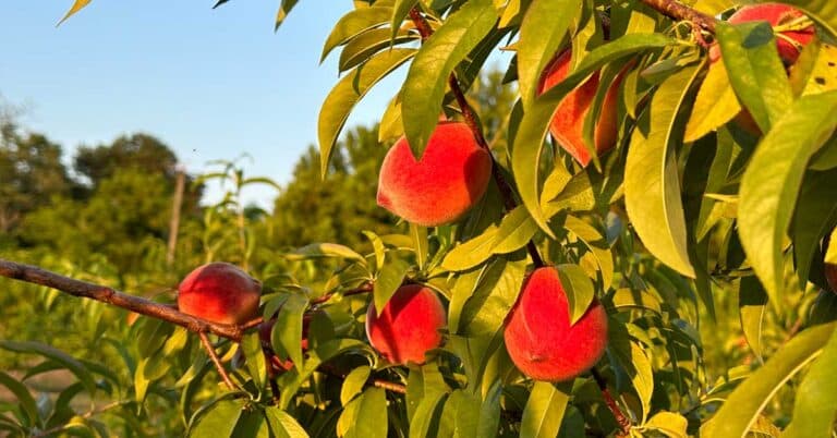 Peaches at Sweets Berry Farm