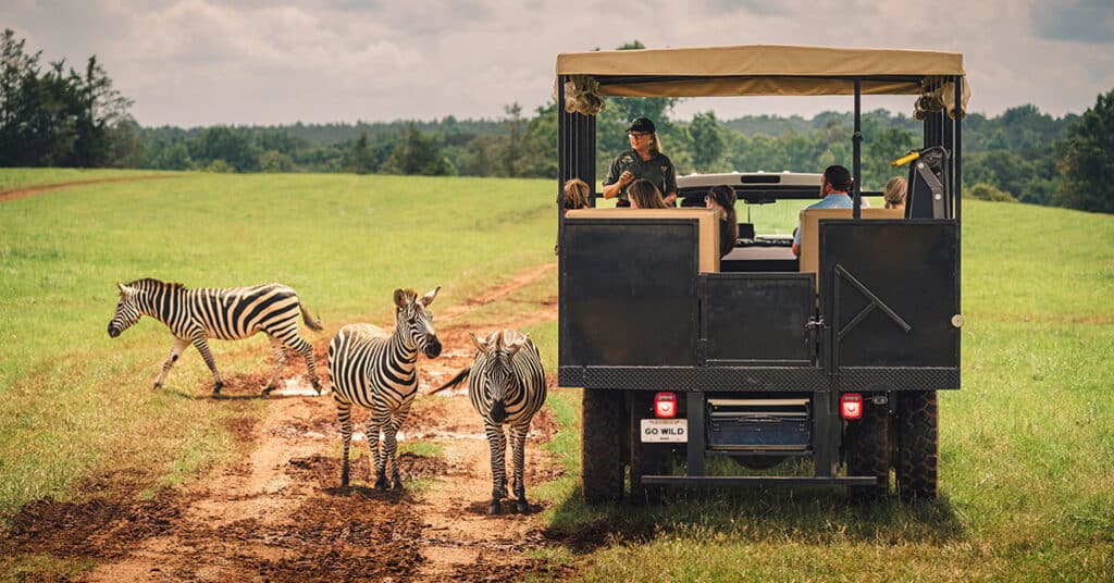 Zebra alongside a guided safari truck in Madison, GA