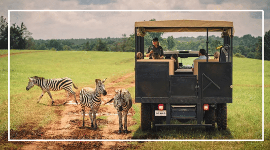 Zebras and safari truck at Georgia Safari Conservation Park